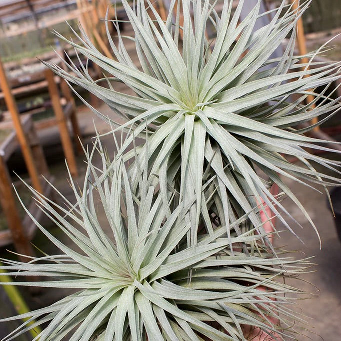 houston dark pink air plant Houston Dark Pink (Red Princess) Air Plant