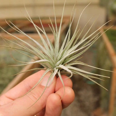 houston dark pink air plant Houston Dark Pink (Red Princess) Air Plant