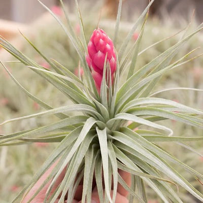air plants houston Houston Dark Pink (Red Princess) Air Plant